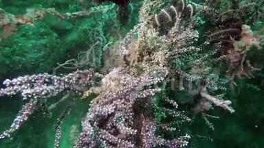 科曼西纳海百合，科里诺岛，索齿羽毛星水下海洋